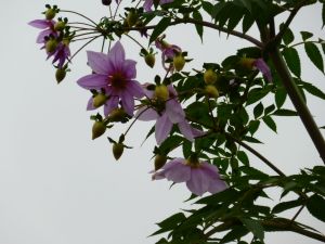 皇帝ダリア 皇帝ダリア